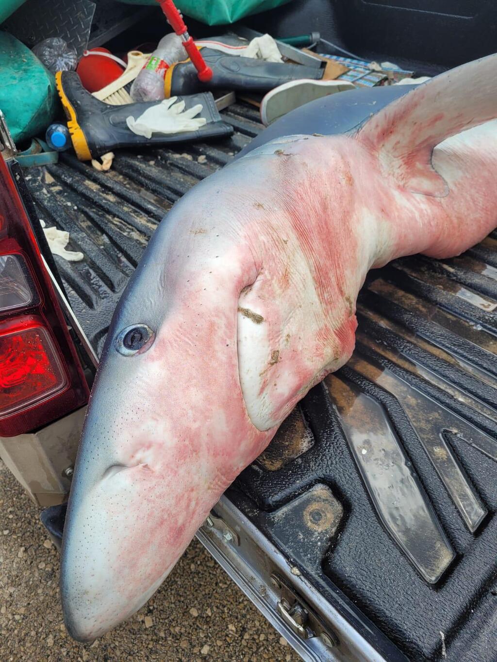 Синяя акула (Фото: Илья Баскин, Управление нацпарков и заповедников) הפגר של נקבת הכריש