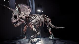 הדינוזאור טריצרטופס הורידוס, שמת לפני 67 מיליון שנים, מוצג בתערוכה באוסטרליה