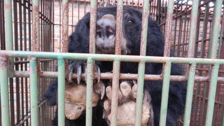 דוב כלוא בחוות דובים בוויטנאם