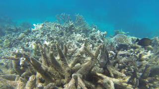 אלמוגים מולבנים בשונית המחסום הגדולה
