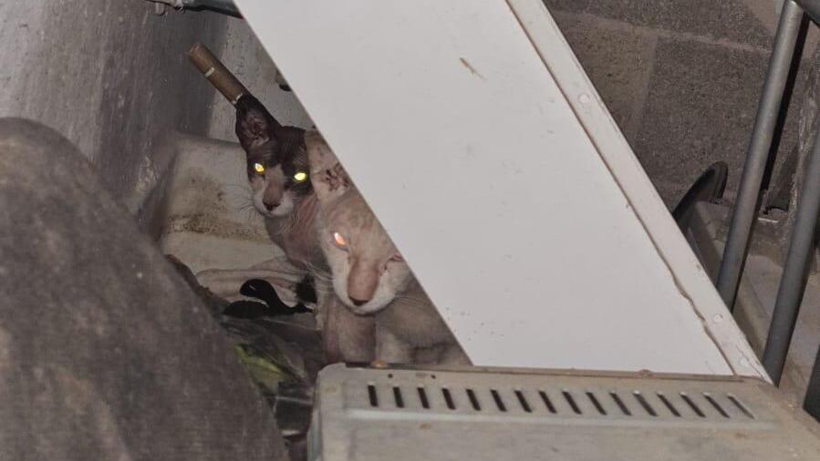 חתולי ספינקס שהוצלו בתל אביב