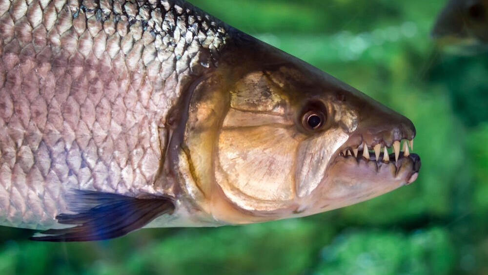 דג טיגריס ויטטוס אפריקני