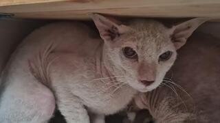 חתולי ספינקס שהוצלו בתל אביב