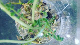 הנבטת חומוס