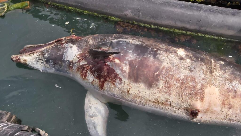דולפין שנמצא מת באשדוד