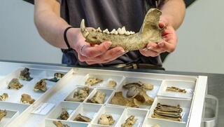 שרידי עצמות כלבים שנמצאו בחפירות בג'יימסטאון