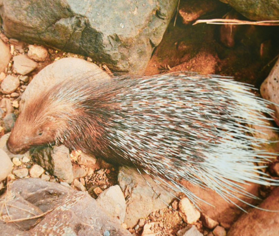 A porcupine residing at the Nuclear Research Center in the Negev desert 