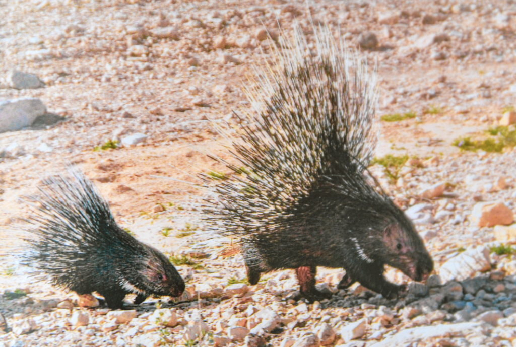 Porcupines residing at the Nuclear Research Center in the Negev desert 
