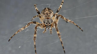 עכבישה גלגלנית על הרשת שלה