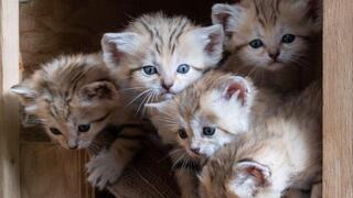 חמשת חתולי החולות החדשים בספארי