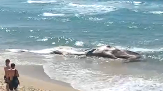 גופת הלווייתן בחופי תל אביב
