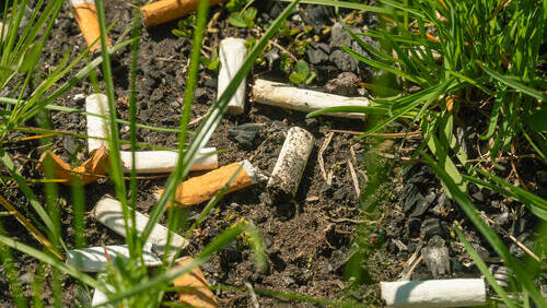  Окурки, брошенные на землю, разлагаются в течение 15 лет, загрязняя почву канцерогенами 