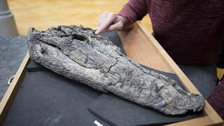 גולגולת של זן התנין החדש Maomingosuchus acutirostris שתוארכה ל-35-39 מיליון שנה ונמצאה בווייטנאם