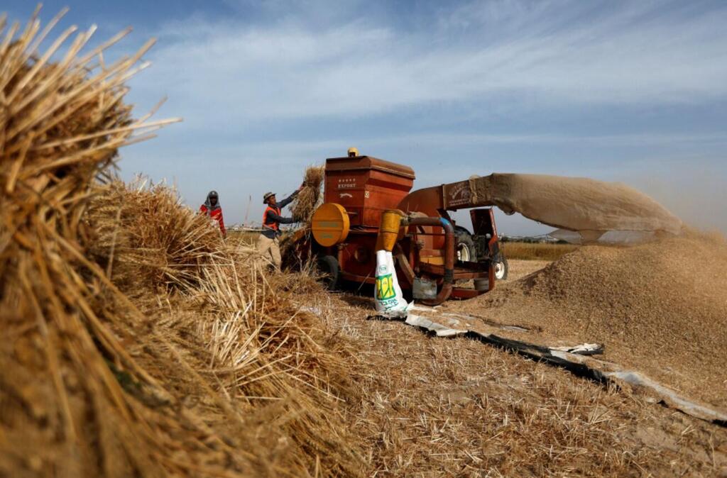 Palestinian men grind wheat 