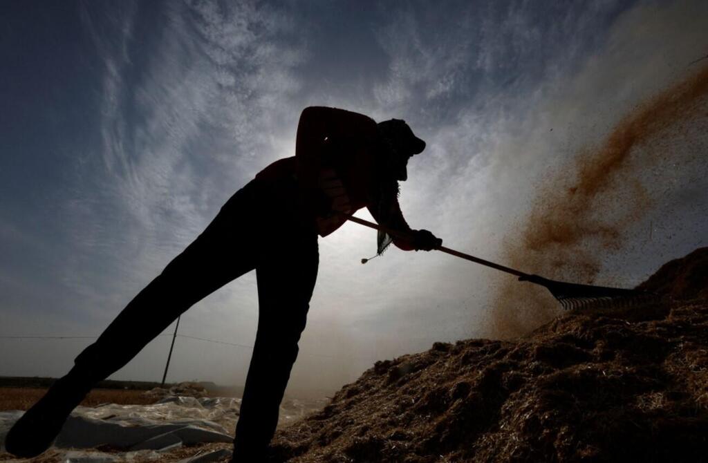 A Palestinian man stirs wheat during harvest season on a farm in Khan Younis in the southern Gaza Strip 