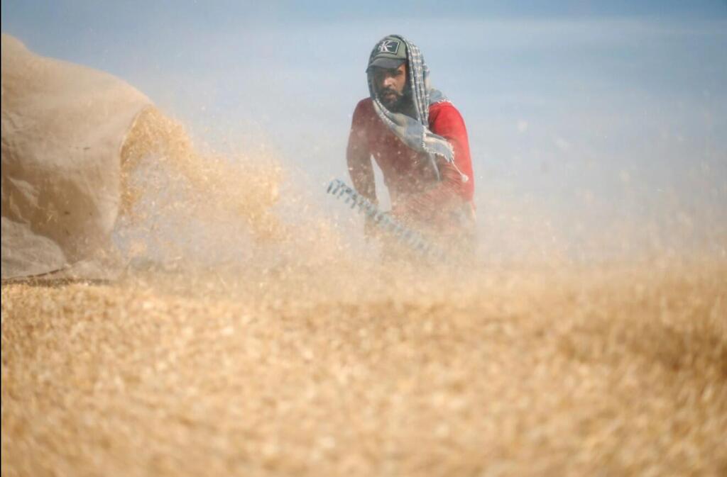 A Palestinian man stirs wheat during harvest season 