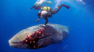 צוללן מנסה לשחרר את הלווייתן הענק מהרשת
