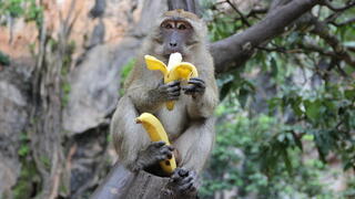  קוף אוכל בננה