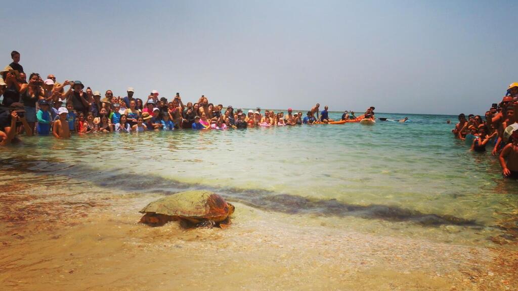 השבת צבי ים בחוף הגן הלאומי תל דור