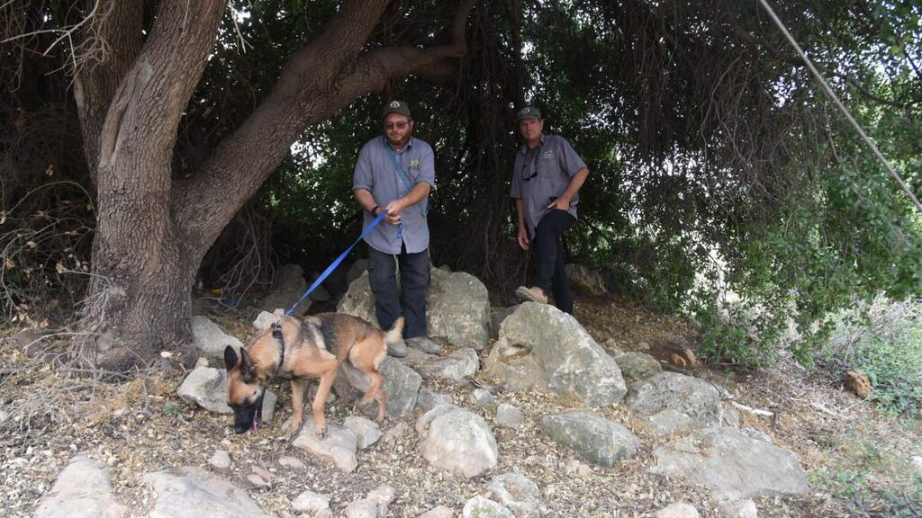 Поиск со служебными собаками (Фото: Авигу Шапира) יום חיפושים נרחב בהר מירון אחר מוישי קליינרמן