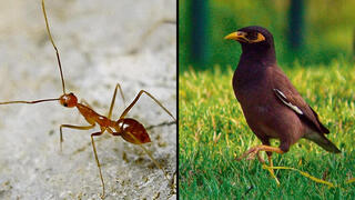 מיינה ונמלה צהובה משוגעת