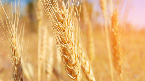 Пшеница 