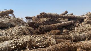 פסולת חקלאית של כפות תמרים פזורה בשטחים סביב מטעי התמרים