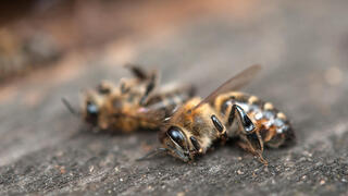 דבורים פצועות