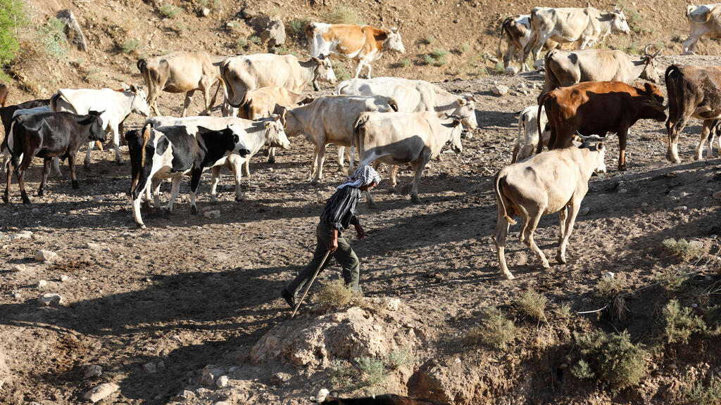 A Palestinian walks among his cows in Khirbet Ain El-Hilweh, in the northern Jordan Valley 