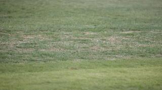 הדשא בבלומפילד