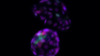 לאחר הסרת תגי ה-SUMO מהכרומטין, תאי הגזע העובריים חוזרים למצב כל-יכול – כלומר, ביכולתם להתמיין לכל אחד מתאי העובר העתידיים (כחול-ירוק) וכן לתאים החוץ-עובריים שמהם מתפתחת השליה (סגול)