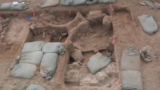 עצמות הממותה שאותרו במהלך החפירות בניו מקסיקו