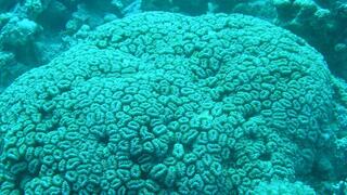 שונית האלמוגים במפרץ אילת