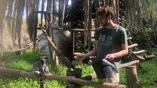 עובד מאכיל למור במקלט הקופים