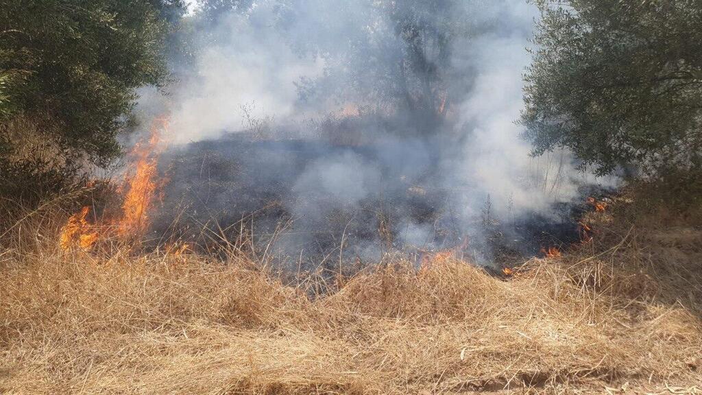Dry brush helps fire spread in olive grove on Thursday 