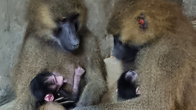 Новорожденные павианы в зоопарке в Беэр-Шеве