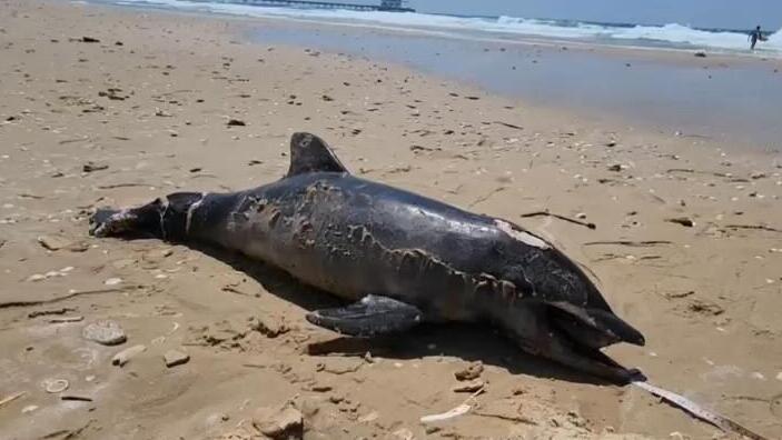 גור דולפינן מצוי שנמצא מת בשדות ים
