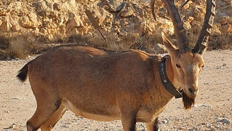 אחד היעלים שהורדם