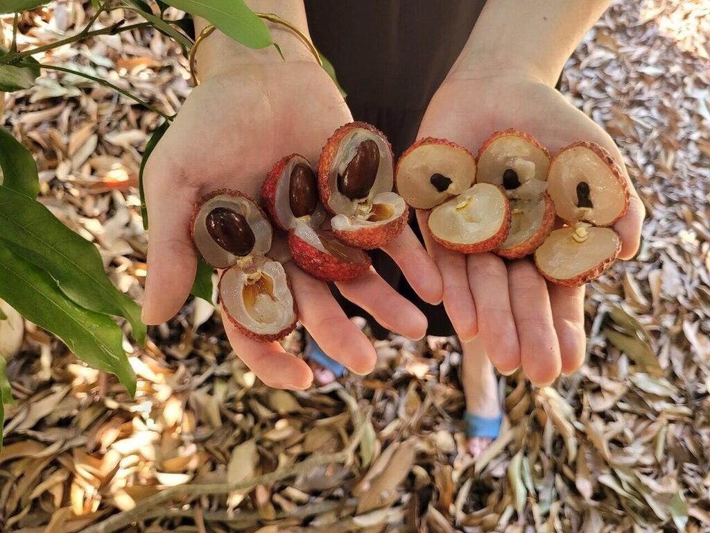 מימין ליצ'י עם גלעין קטן, משמאל הליצ'י הרגיל