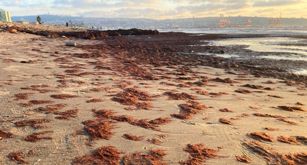 Коричневые водоросли на пляжах Крайот 
