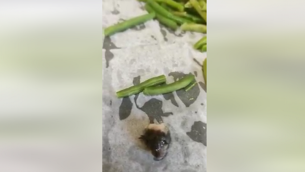 חלקי עכבר נחש בשעועית של סנפרוסט