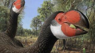 דרומורניס (Dromornis stirtoni), הציפור הגדולה ביותר שחיה אי פעם על פני כדור הארץ