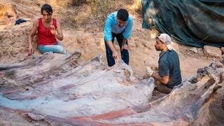 החפירות באתר הפליאונטולוגי בפומבל שבפורטוגל, שם התגלו שרידי השלד המאובן של דינוזאור זאורופוד ברכיוזאורוס