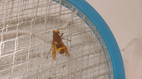 Оса на электрической мухобойке 