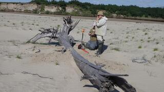 איסוף דגימות של עצים תת-מאובנים בימאל שברוסיה