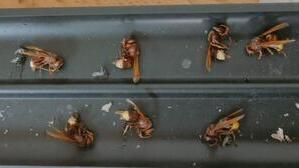 Коричневые осы в Петах-Тикве 