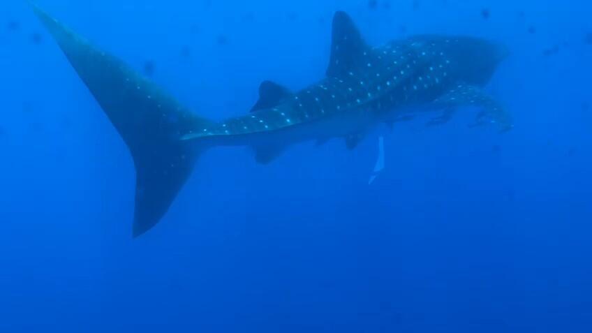 כריש לוויתן במפרץ אילת