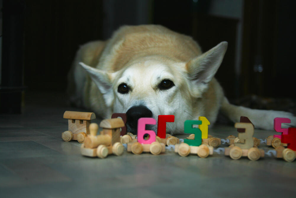 כלב עם מספרים