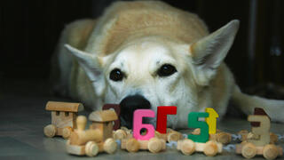 כלב עם מספרים
