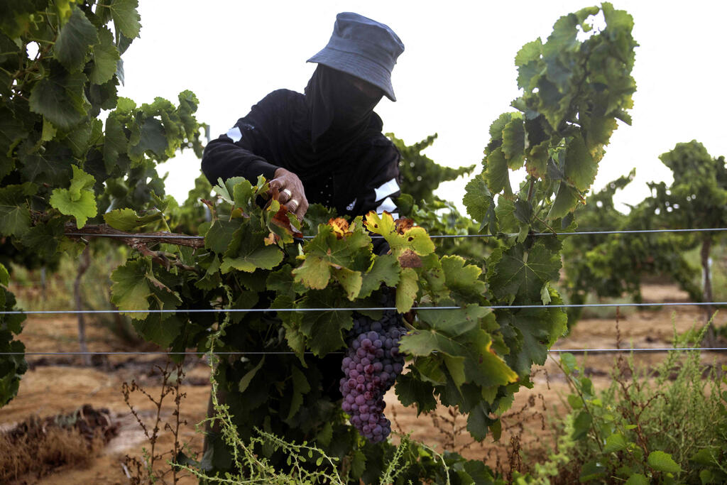 Bedouin employees harvest Grenache grapes at the Yeruham Pinto vineyard near the development town of Yeruham in Israel's southern Negev desert on August 17, 2022